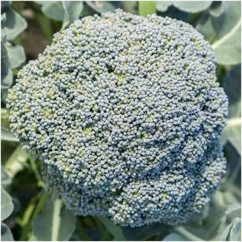 Calabrese Broccoli Seeds For Planting (Brassica oleracea)