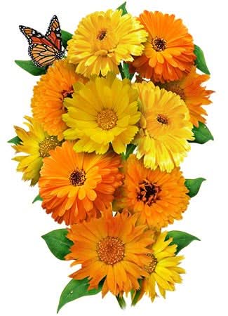 Calendula, Pacific Beauty Mixture (Calendula officinalis)