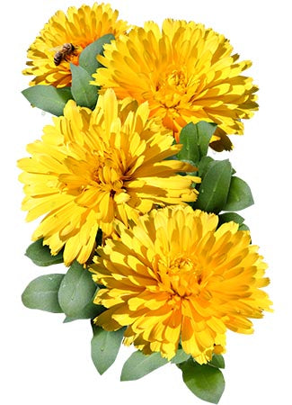 pacific beauty yellow calendula seeds for planting