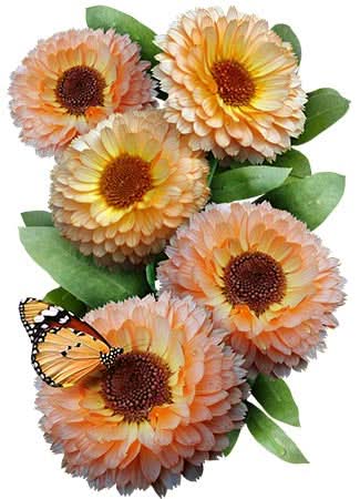 Pink Surprise Calendula (Calendula officinalis)
