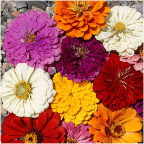 giants of california zinnia seeds for planting