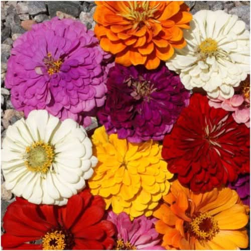 Giants Of California Zinnia Mixture (Zinnia elegans)