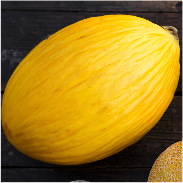Canary Melon Seeds For Planting 