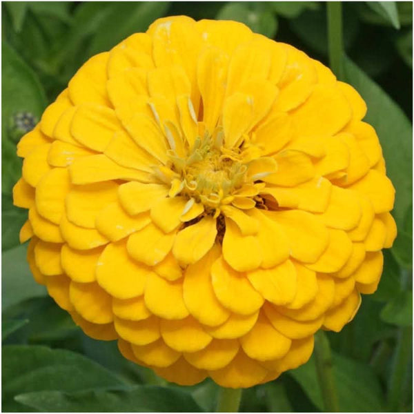 Zinnia Seed Packet Collection