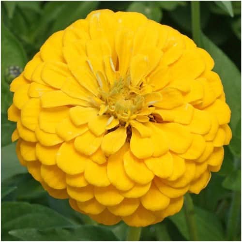 Canary Bird Zinnia Seeds For Planting (Zinnia elegans)