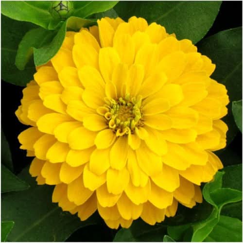 Canary Bird Zinnia Seeds For Planting (Zinnia elegans)
