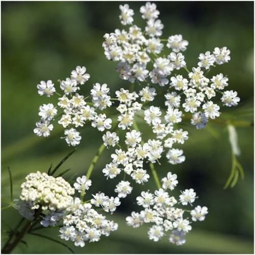 cara plants 5 seeds Caraway Herb Seeds For Planting (Carum carvi) Seed Needs – Seed Needs LLC