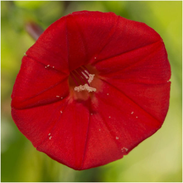 cardinal climber seeds for planting