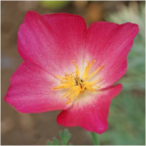 carmine king california poppy