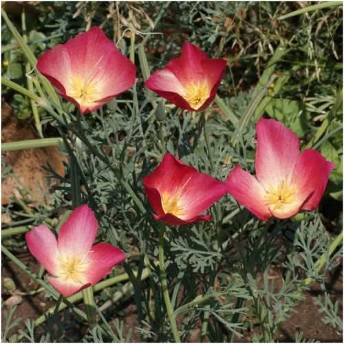 carmine king california poppy