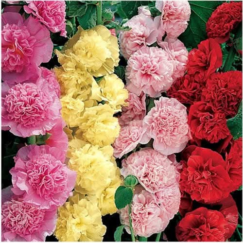 Carnival Hollyhock Mixture (Alcea rosea)