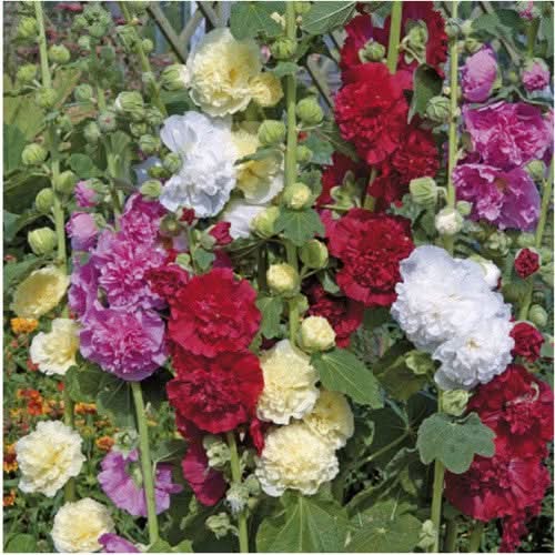 Carnival Hollyhock Mixture (Alcea rosea)