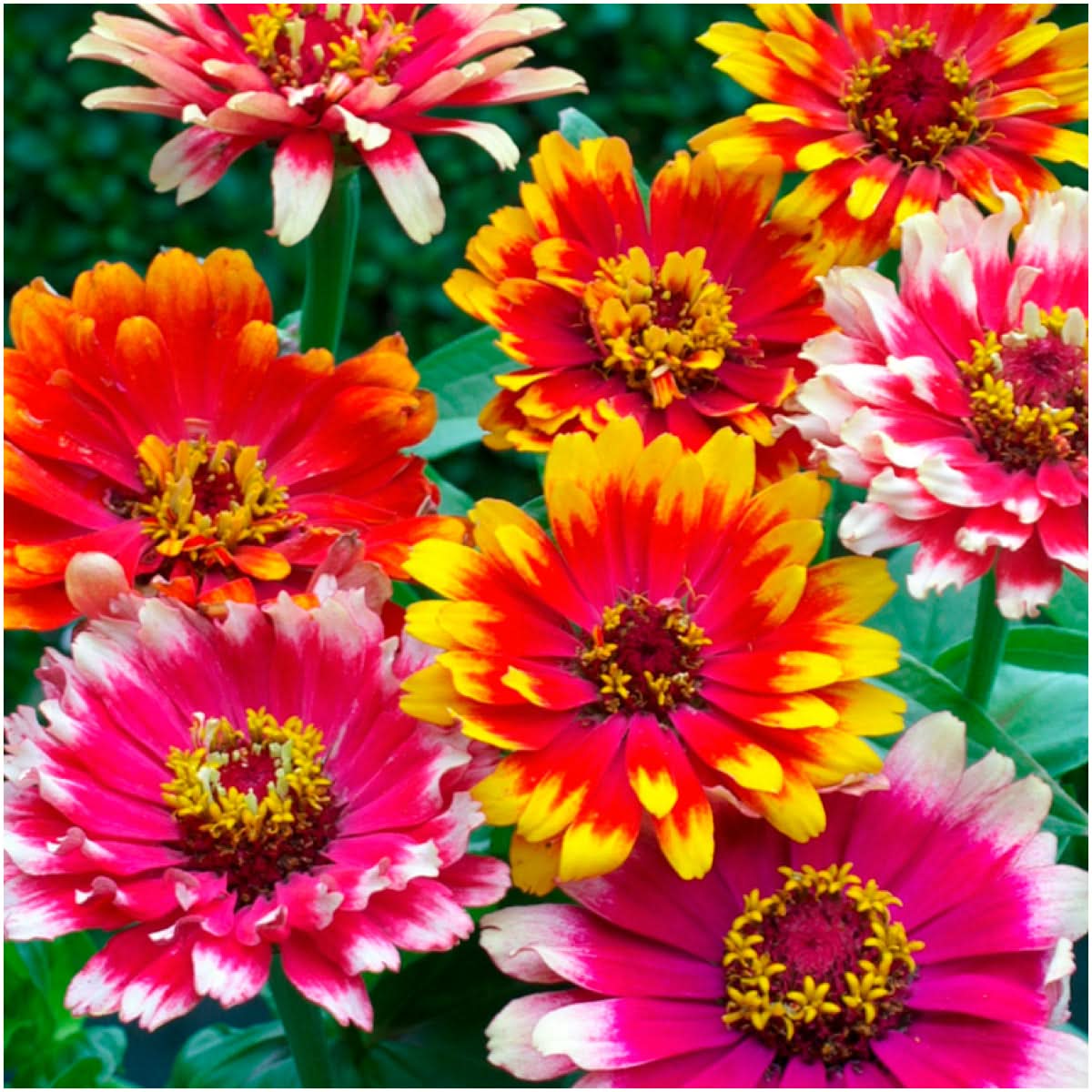 Zinnia Seeds For Planting, Carrousel Mixture (Zinnia elegans