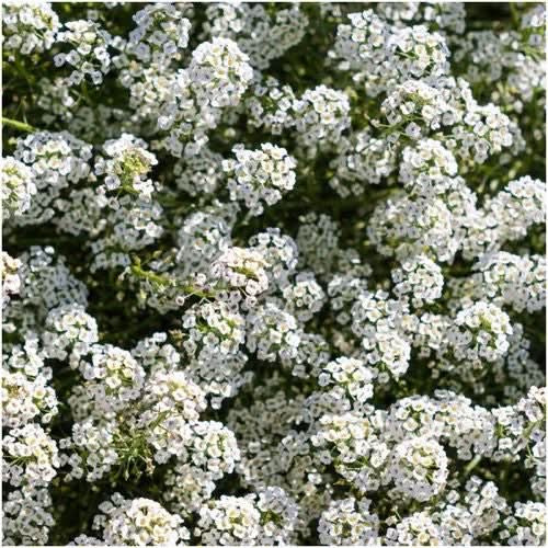 Carpet of Snow Alyssum Seeds For Planting (Lobularia maritima)