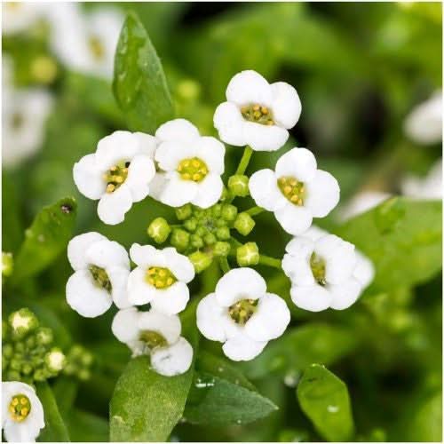 Carpet of Snow Alyssum Seeds For Planting (Lobularia maritima)