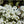 carpet of snow alyssum seeds for planting