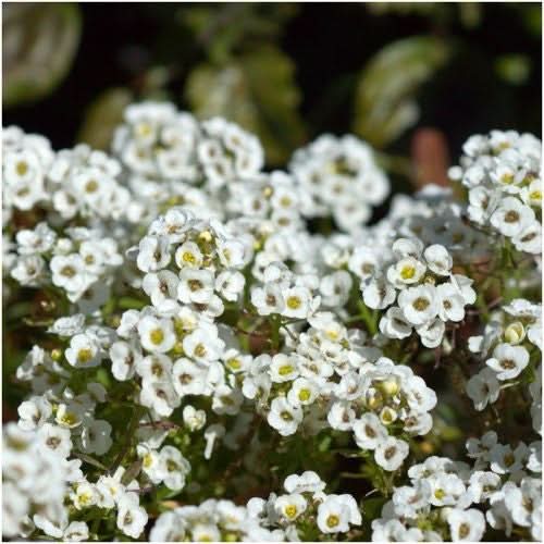Carpet of Snow Alyssum Seeds For Planting (Lobularia maritima)