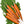 tendersweet carrot seeds for planting