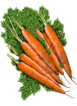 tendersweet carrot seeds for planting