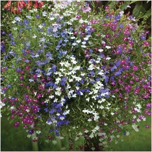 Cascade Blend Lobelia Seeds For Planting (Lobelia pendula)