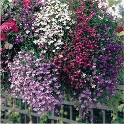 Cascade Blend Lobelia Seeds For Planting (Lobelia pendula)