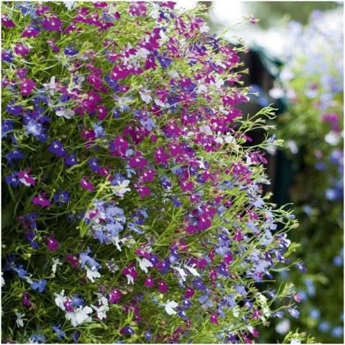 Cascade Blend Lobelia Seeds For Planting (Lobelia pendula)