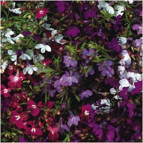 Cascade Blend Lobelia Seeds For Planting (Lobelia pendula)