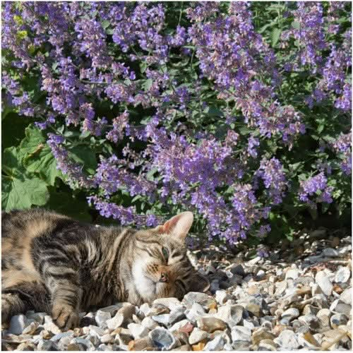 Catnip Nepeta mussini Catmint Perennial Flower 100 Seeds Cat Seeds Green  Plant