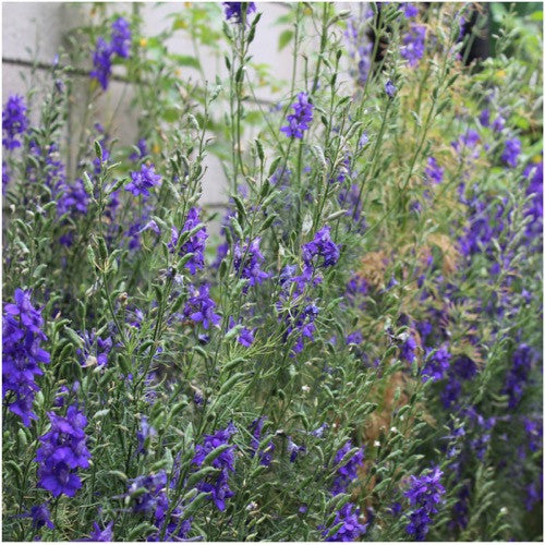 catmint herb seeds for planting