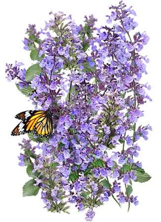 Catmint Herb Seeds For Planting (Nepeta mussinii)