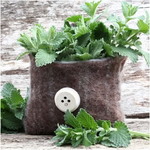 catnip herb seeds for planting