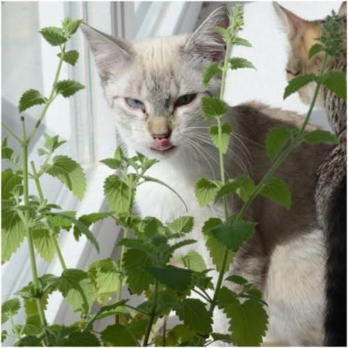 catnip herb seeds for planting