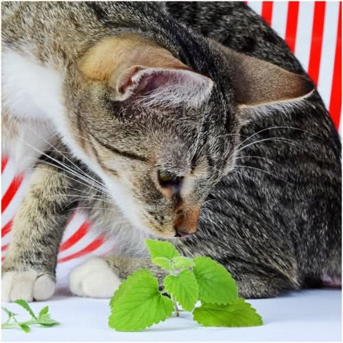 catnip herb seeds for planting