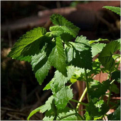 Catnip Herb Seeds: Herb Seeds and Plants from Gurney's