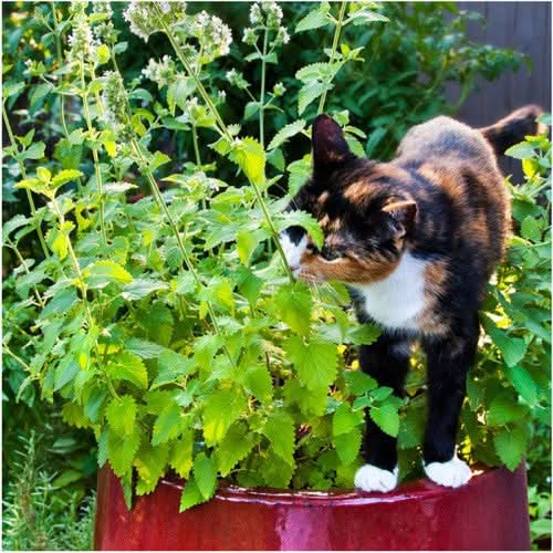 catnip herb seeds for planting