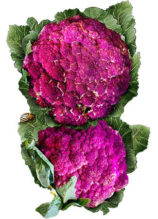 Purple Sicily Cauliflower Seeds