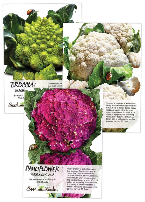 cauliflower seeds from plant Cauliflower Seed Collection (3 Individual Packets)