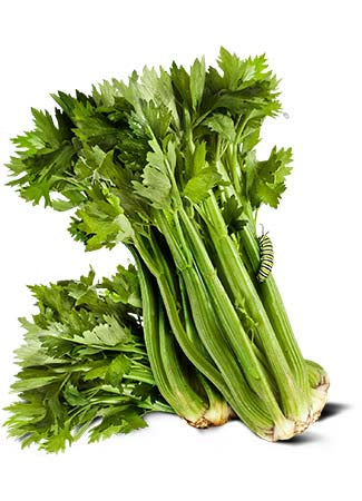 utah 52-70 celery seeds for planting