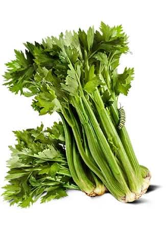 Utah 52-70 Celery Seeds For Planting (Apium graveolens)