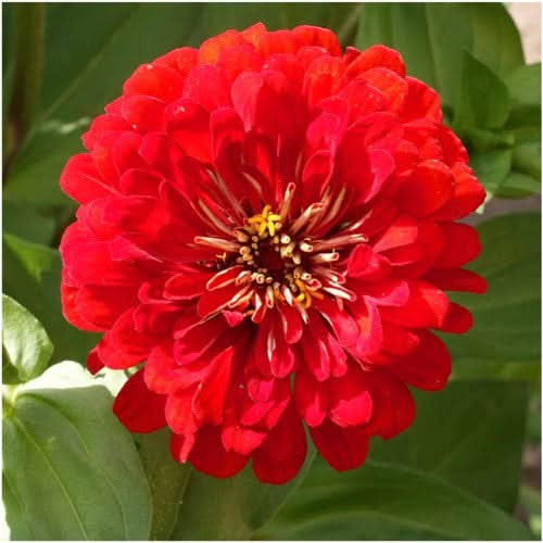 Cherry Queen Zinnia Seeds For Planting (Zinnia elegans)
