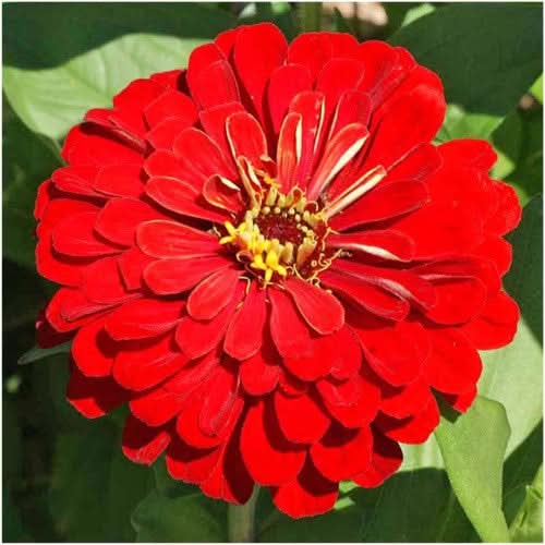 Cherry Queen Zinnia Seeds For Planting (Zinnia elegans)