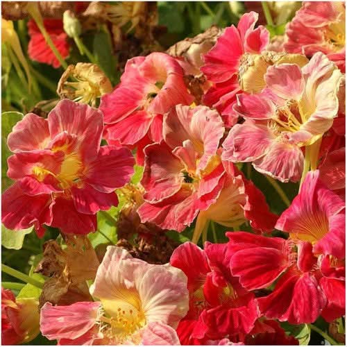 nasturtium cherry rose seeds Cherry Rose Nasturtium Seeds For Planting (Tropaeolum minus) – Seed Needs LLC