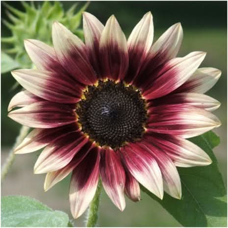 rose pink sunflower seeds Cherry Rose Sunflower Seeds For Planting (Helianthus annuus) – Seed Needs LLC