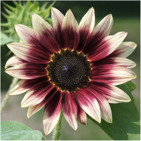 Multicolor Hybrid Sunflower Collection