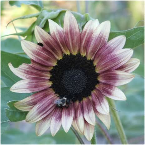 cherry rose sunflower seeds Cherry Rose Sunflower Seeds For Planting (Helianthus annuus) – Seed Needs LLC