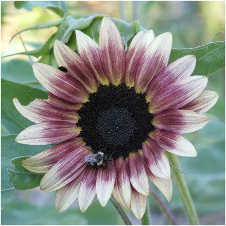 Cherry Rose Sunflower Seeds For Planting (Helianthus annuus)