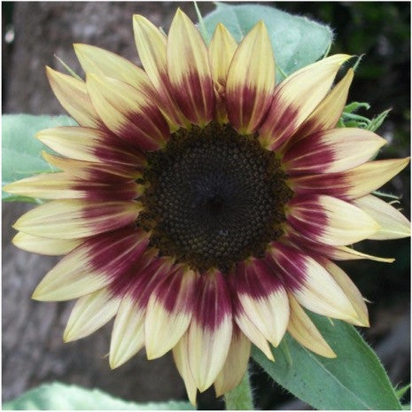 Cherry Rose Sunflower Seeds For Planting (Helianthus annuus)
