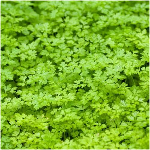Chervil Herb Seeds For Planting (Anthriscus cerefolium)