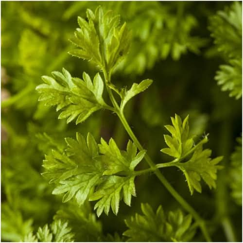 chervil