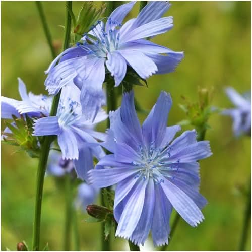 Chicory Seeds For Planting / Italian Dandelion (Cichorium intybus)